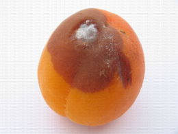 Abricot, tache de pourriture-moisissure due à Penicillium
